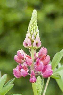 Lupinus Gallery Rose (Lupine) - afbeelding 5
