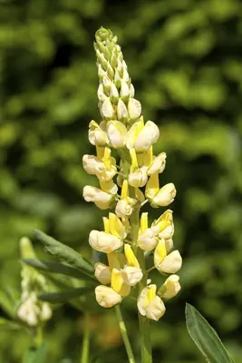 Lupinus Gallery Rose (Lupine) - afbeelding 7