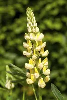 Lupinus Gallery Rose (Lupine) - afbeelding 7