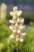 Lupinus Gallery Rose (Lupine) - afbeelding 9