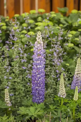 Lupinus Gallery Rose (Lupine) - afbeelding 10