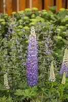 Lupinus Gallery Rose (Lupine) - afbeelding 10