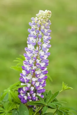 Lupinus Gallery Rose (Lupine) - afbeelding 14