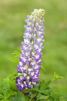 Lupinus Gallery Rose (Lupine) - afbeelding 14