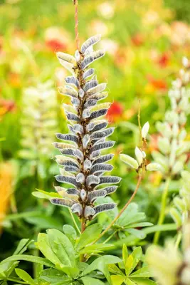 Lupinus Gallery Rose (Lupine) - afbeelding 17