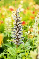 Lupinus Gallery Rose (Lupine) - afbeelding 17