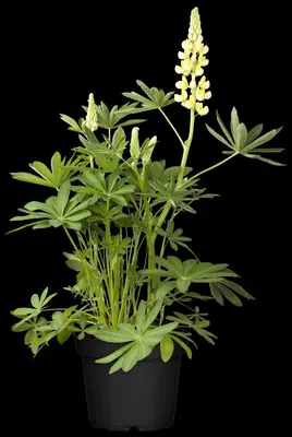 Lupinus Gallery Rose (Lupine) - afbeelding 8