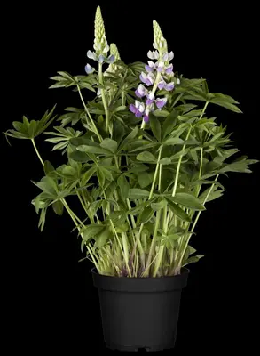 Lupinus Gallery Rose (Lupine) - afbeelding 4