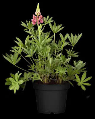Lupinus Gallery Rose (Lupine) - afbeelding 6