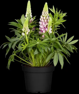 Lupinus Gallery Rose (Lupine) - afbeelding 11