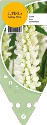 Lupinus Gallery White (Lupine) - afbeelding 1