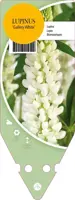 Lupinus Gallery White (Lupine) - afbeelding 1