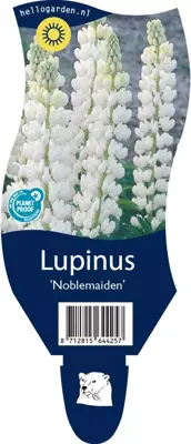 Lupinus (Lupine) - afbeelding 1