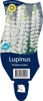 Lupinus (Lupine) - afbeelding 1