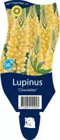 Lupinus (Lupine) - afbeelding 1