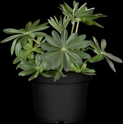 Lupinus 'Manhattan Lights' (Lupine) 45cm - afbeelding 2