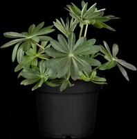 Lupinus 'Manhattan Lights' (Lupine) 45cm - afbeelding 2