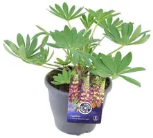 Lupinus 'Manhattan Lights' (Lupine) 45cm - afbeelding 1
