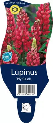 Lupinus 'My Castle' (Lupine) - afbeelding 1