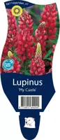 Lupinus 'My Castle' (Lupine) - afbeelding 1