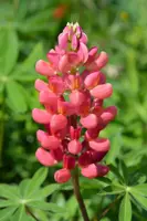 Lupinus 'My Castle' (Lupine) - afbeelding 3