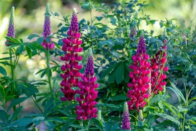Lupinus 'My Castle' (Lupine) - afbeelding 2