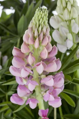 Lupinus polyphyllus 'Nanus Gallery Pink' (Vaste lupine 'Nanus Gallery Pink') - afbeelding 1