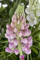 Lupinus polyphyllus 'Nanus Gallery Pink' (Vaste lupine 'Nanus Gallery Pink') - afbeelding 1