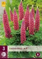 Lupinus rood 3 stuks - afbeelding 1
