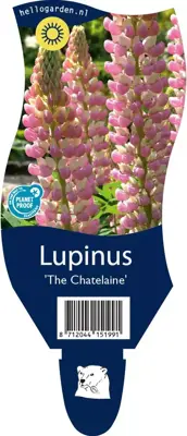 Lupinus 'The Chatelaine' (Lupine) - afbeelding 1