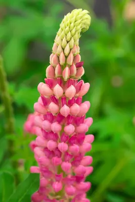 Lupinus 'The Chatelaine' (Lupine) - afbeelding 2
