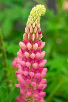 Lupinus 'The Chatelaine' (Lupine) - afbeelding 2