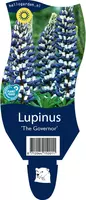 Lupinus 'The Governor' (Lupine) - afbeelding 1