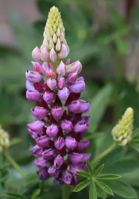 Lupinus 'The Governor' (Lupine) - afbeelding 2