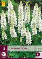 Lupinus wit 3 stuks kopen?