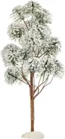 Luville General Mountain pine - afbeelding 1