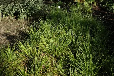 Luzula Sylvatica (Grote veldbies) - afbeelding 3