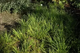 Luzula Sylvatica (Grote veldbies) - afbeelding 3