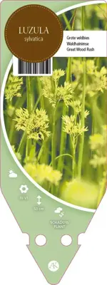 Luzula Sylvatica (Grote veldbies) - afbeelding 1