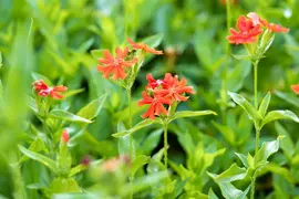 Lychnis Chalcedonica (Brandende liefde) - afbeelding 4