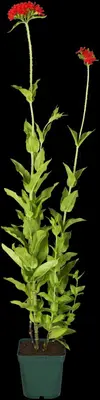 Lychnis Chalcedonica (Brandende liefde) - afbeelding 3