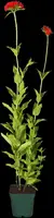 Lychnis Chalcedonica (Brandende liefde) - afbeelding 3