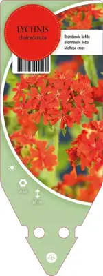 Lychnis Chalcedonica (Brandende liefde) - afbeelding 1