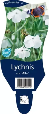 Lychnis coronaria 'Alba' (Prikneus) - afbeelding 1
