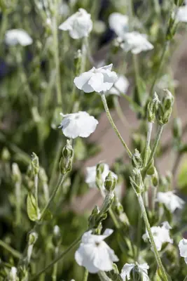 Lychnis coronaria 'Alba' (Prikneus) - afbeelding 2