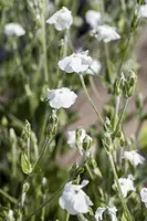 Lychnis coronaria 'Alba' (Prikneus) - afbeelding 2