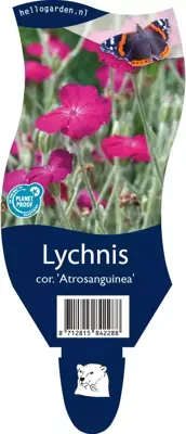 Lychnis coronaria 'Atrosanguinea' (Prikneus) - afbeelding 1
