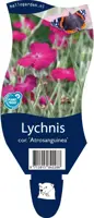 Lychnis coronaria 'Atrosanguinea' (Prikneus) - afbeelding 1
