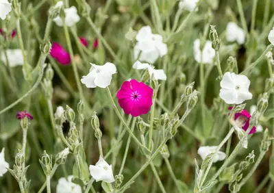 Lychnis Coronaria Atrosanquinea (Prikneus) - afbeelding 5