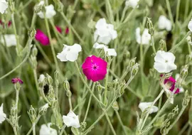 Lychnis Coronaria Atrosanquinea (Prikneus) - afbeelding 5